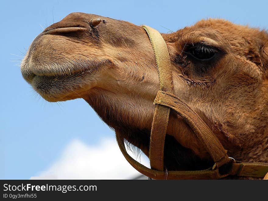 Camel, Camel Like Mammal, Arabian Camel, Snout