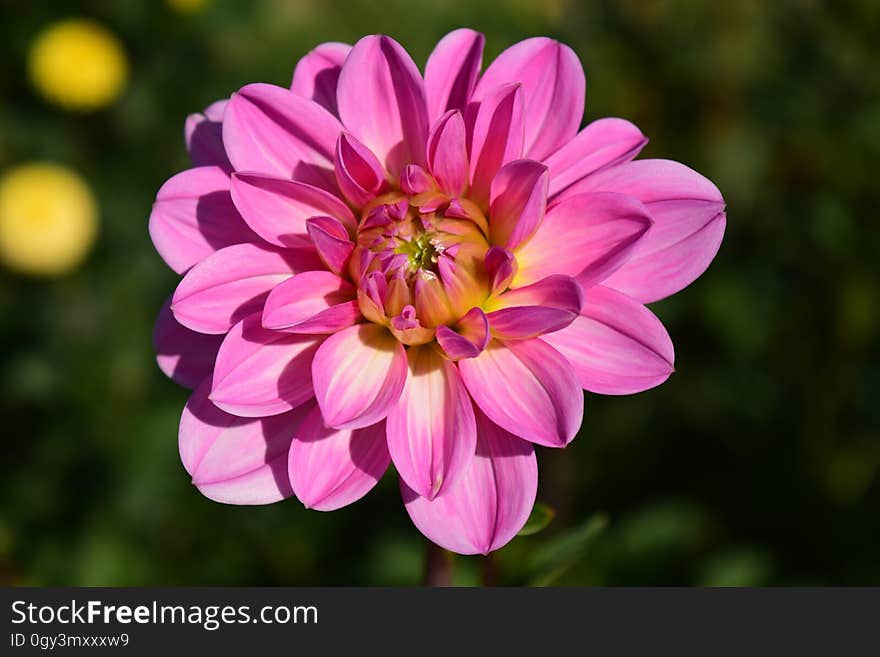 Flower, Pink, Flowering Plant, Plant