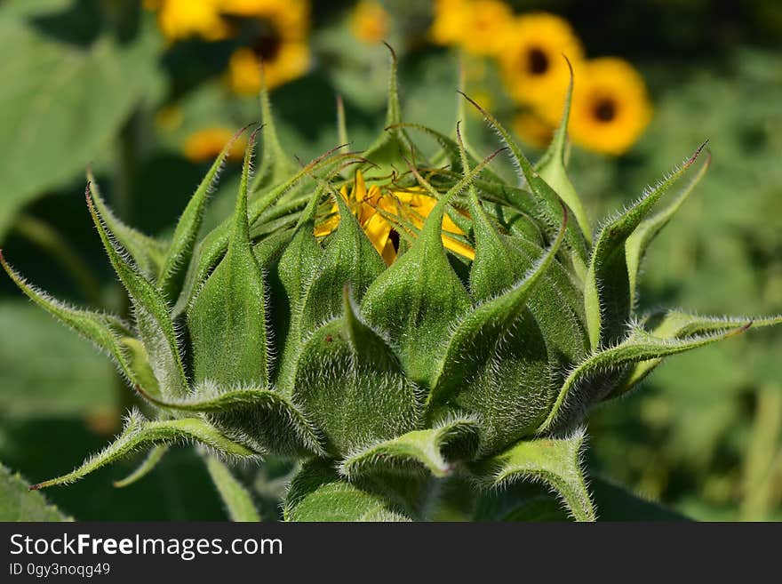 Flower, Plant, Flora, Flowering Plant