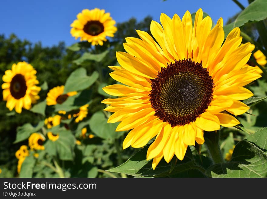 Flower, Sunflower, Yellow, Sunflower Seed