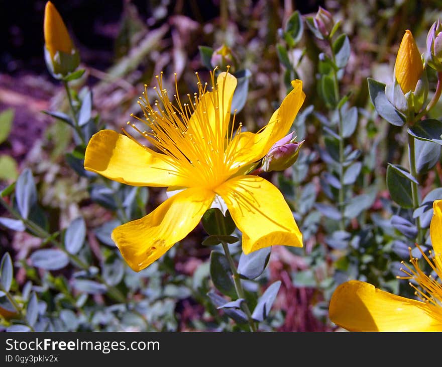 Flower, Plant, Yellow, Flora