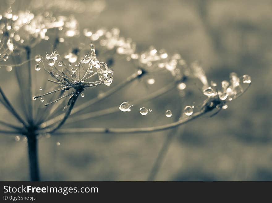 Water, Nature, Macro Photography, Close Up