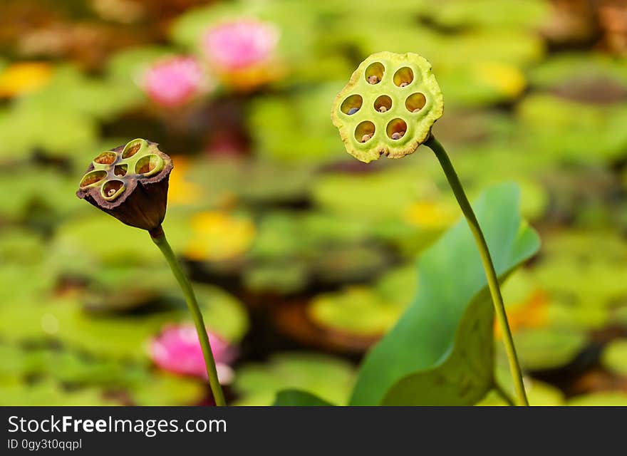 Flower, Flora, Yellow, Plant