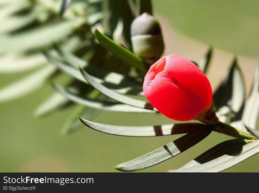 Flower, Plant, Close Up, Flora