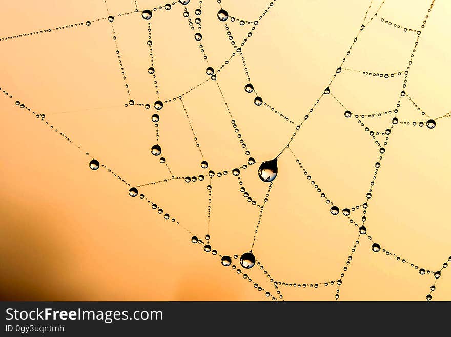 Yellow, Spider Web, Line, Sky