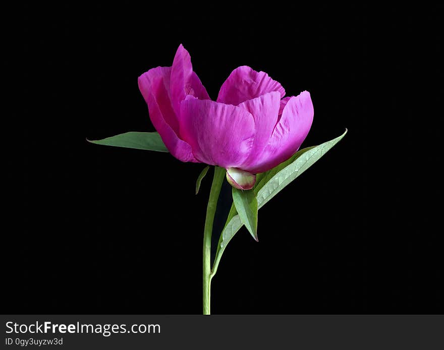 Flower, Pink, Petal, Plant