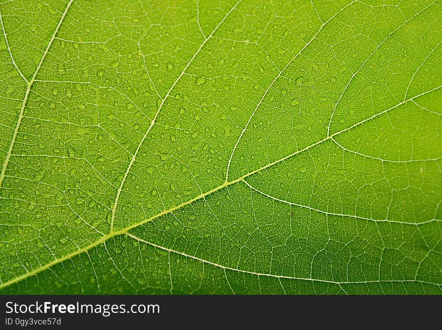 Leaf, Green, Grass, Plant