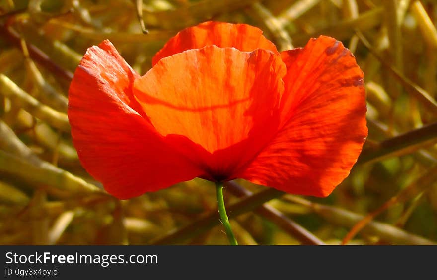 Flower, Wildflower, Poppy, Orange