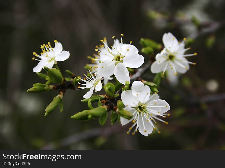 White, Flower, Flora, Spring