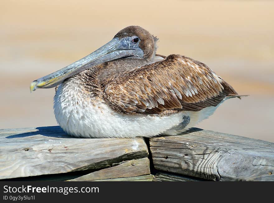 Bird, Pelican, Seabird, Beak