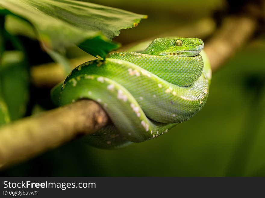 Leaf, Macro Photography, Reptile, Scaled Reptile