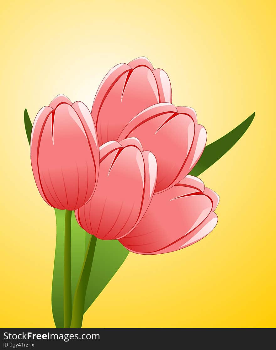 Flower, Flowering Plant, Tulip, Plant