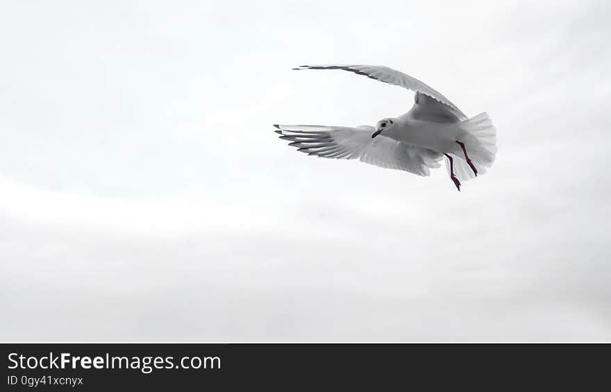 Bird, Seabird, Sky, Beak