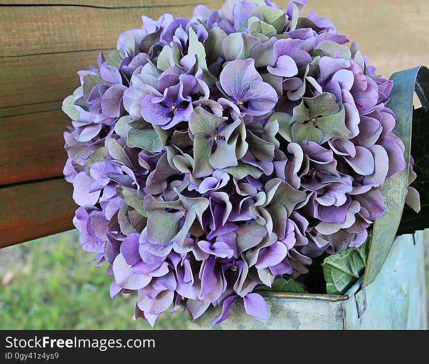 Flower, Plant, Purple, Flowering Plant