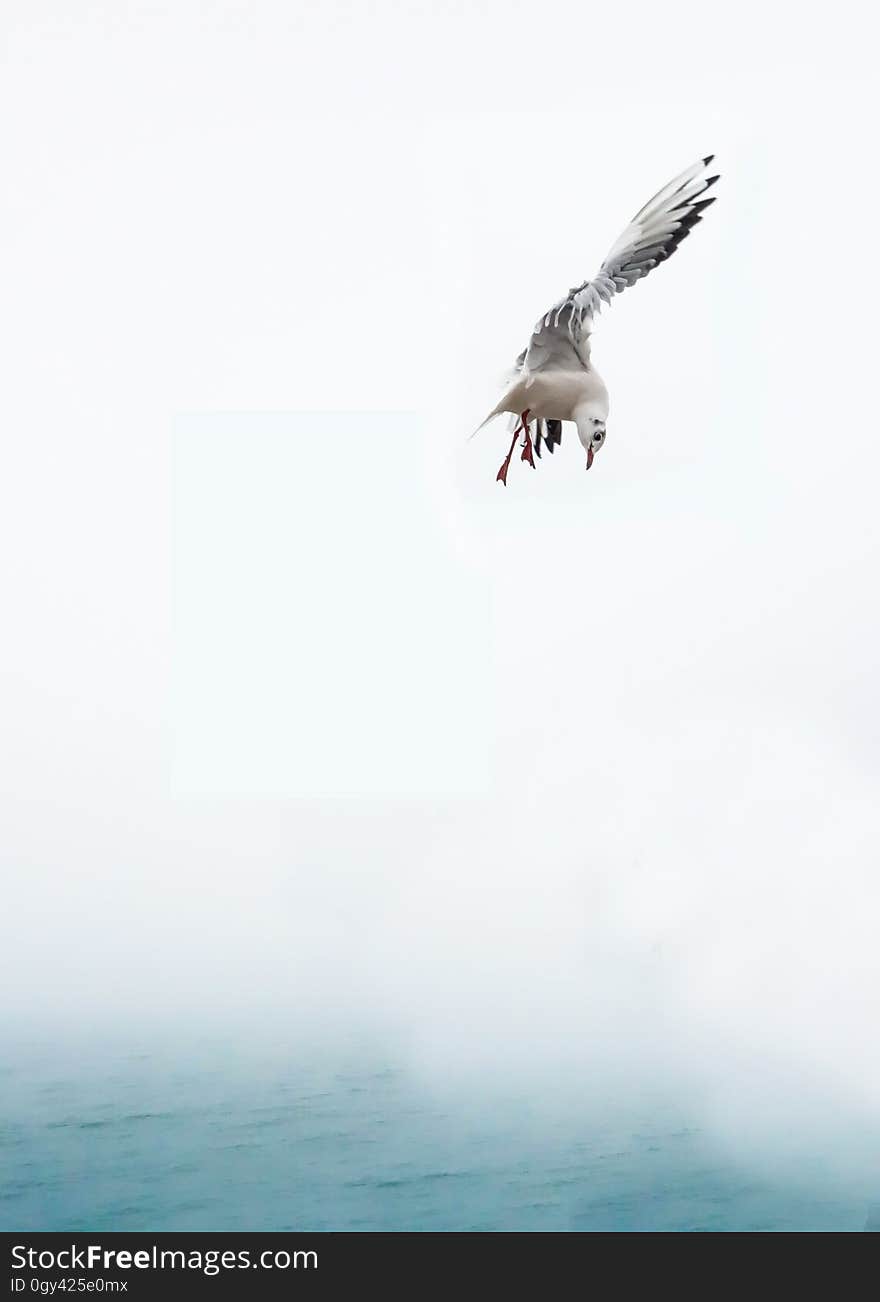 Bird, Sky, Fauna, Seabird