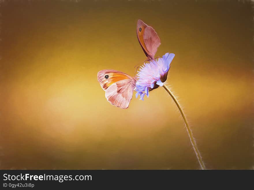 Insect, Flora, Macro Photography, Close Up