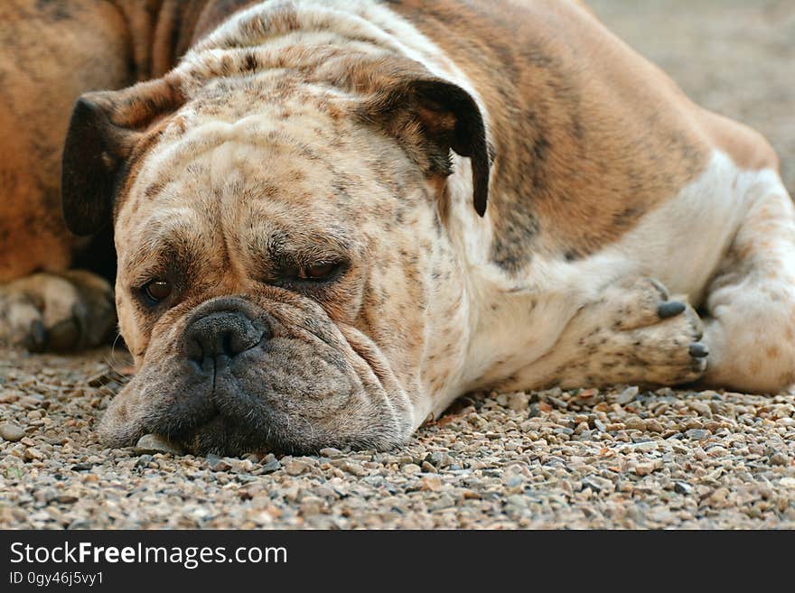 Dog, Dog Breed, Dog Like Mammal, Bulldog