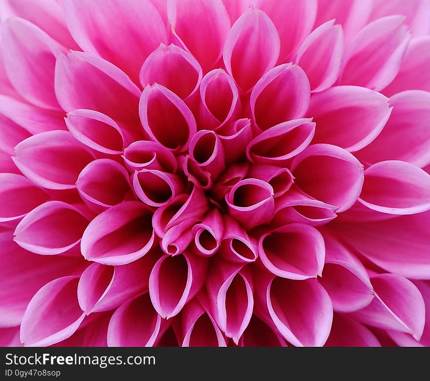 Flower, Dahlia, Pink, Flowering Plant