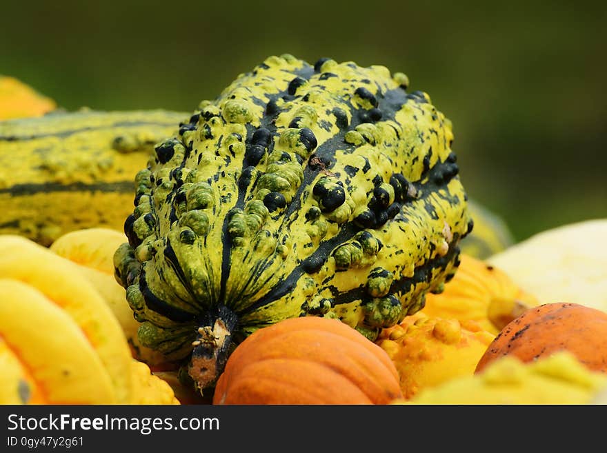 Fruit, Vegetable, Vegetarian Food, Winter Squash