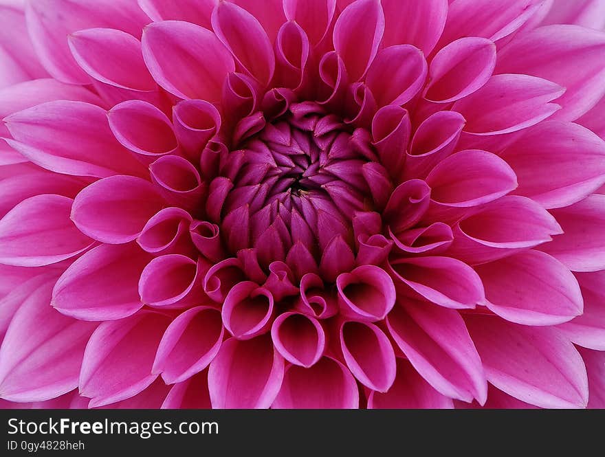 Flower, Dahlia, Pink, Flowering Plant