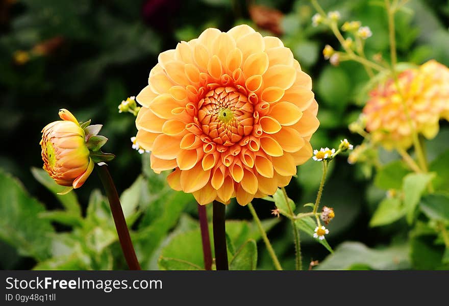 Flower, Plant, Flowering Plant, Dahlia