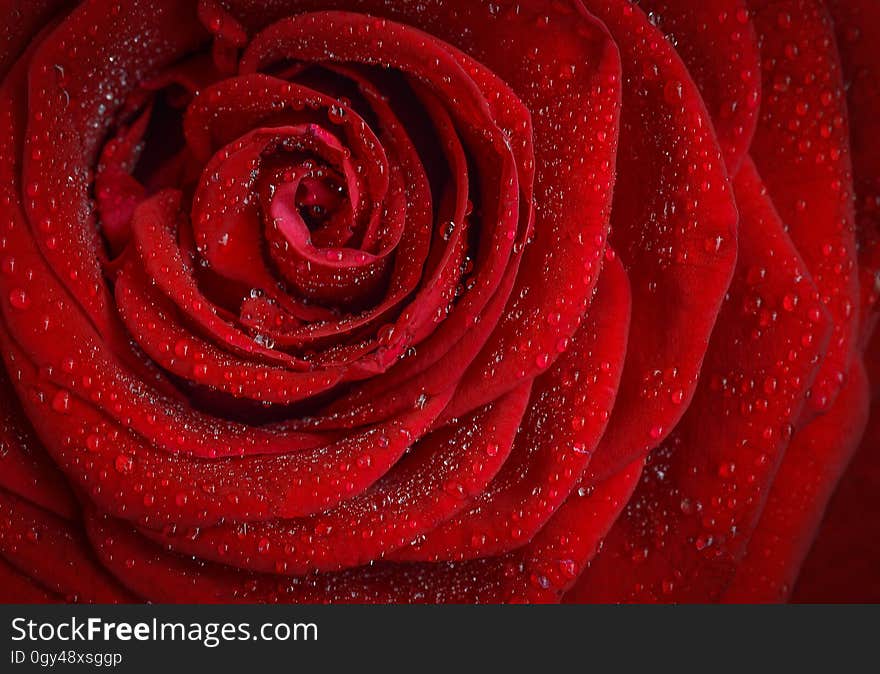 Red, Garden Roses, Rose, Flower