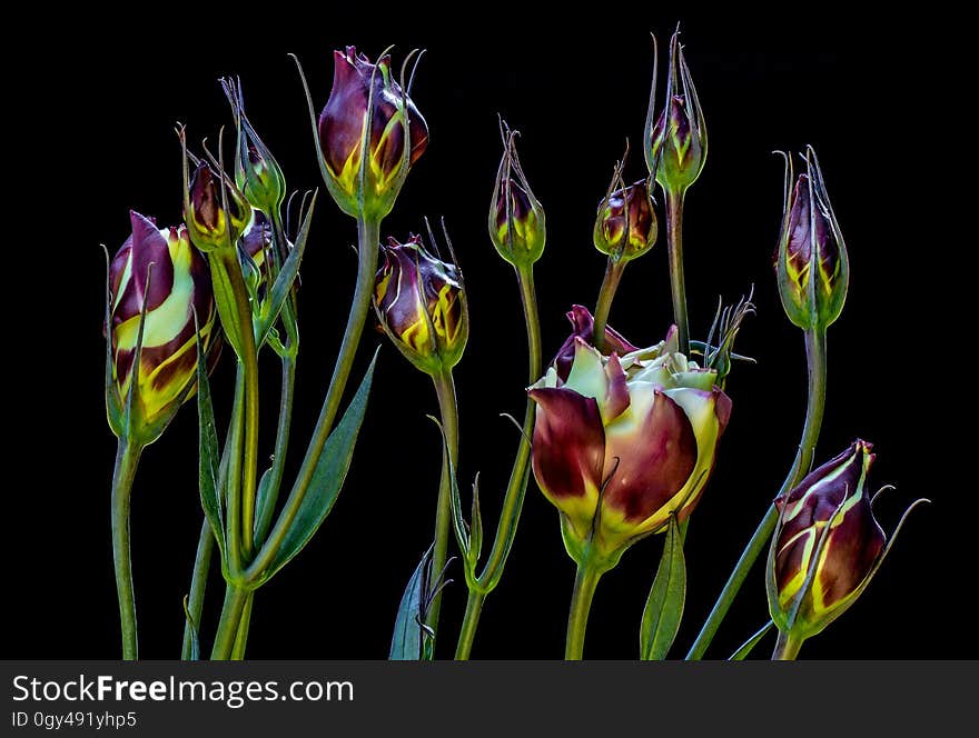 Flower, Plant, Flowering Plant, Purple