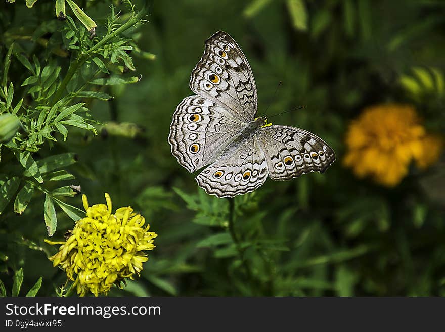 Butterfly, Moths And Butterflies, Insect, Brush Footed Butterfly