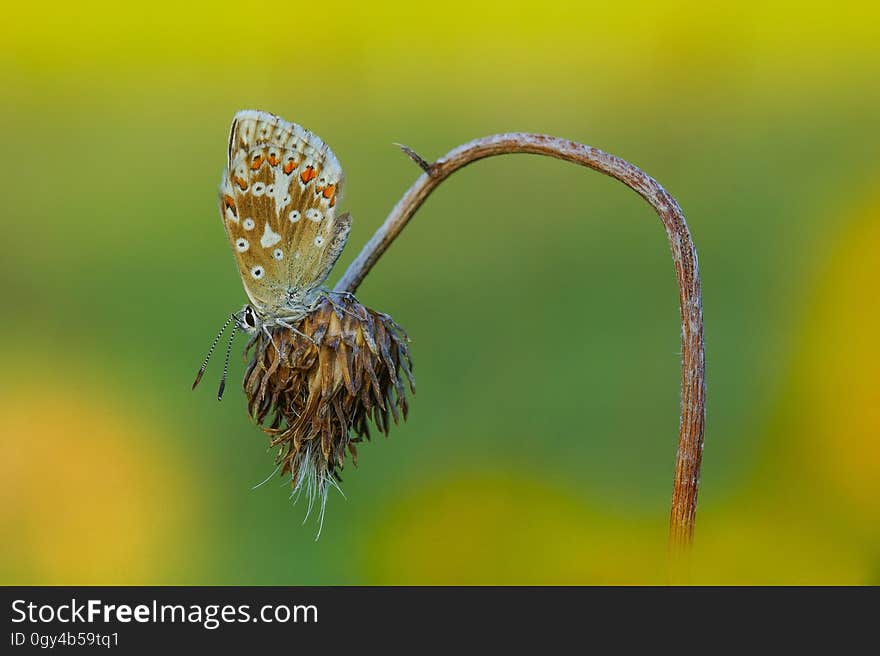 Insect, Macro Photography, Flora, Butterfly