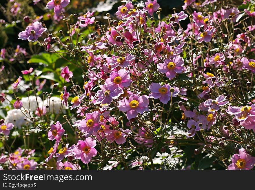 Flower, Plant, Flora, Flowering Plant