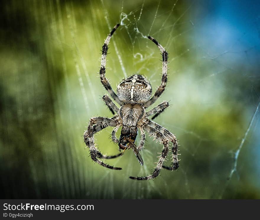 Spider, Arachnid, Orb Weaver Spider, Invertebrate