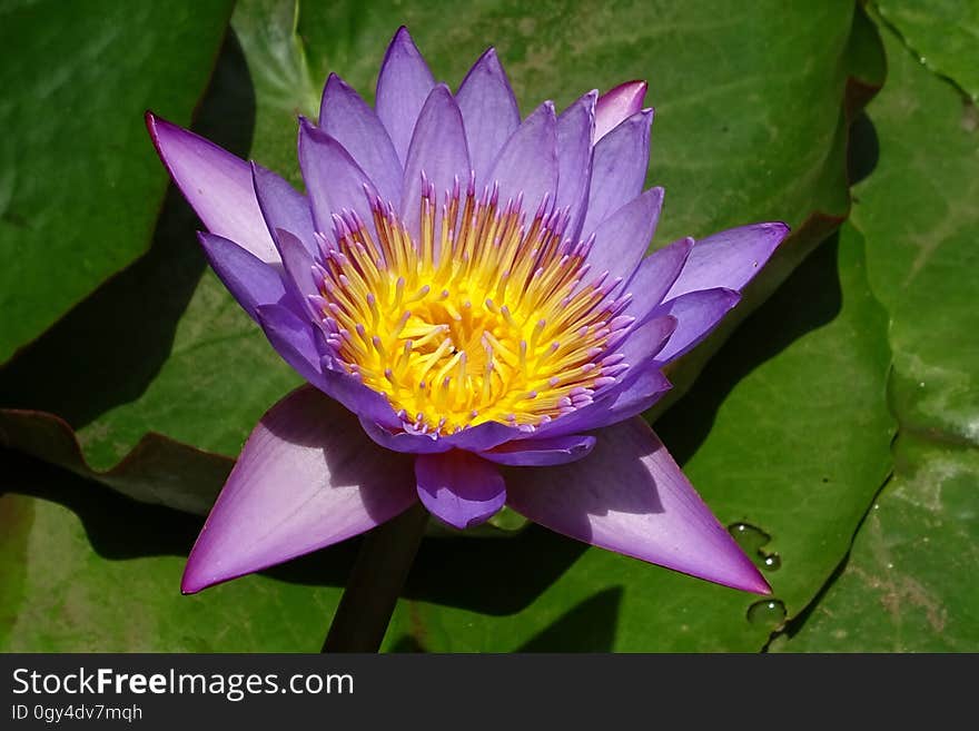 Flower, Flora, Plant, Purple