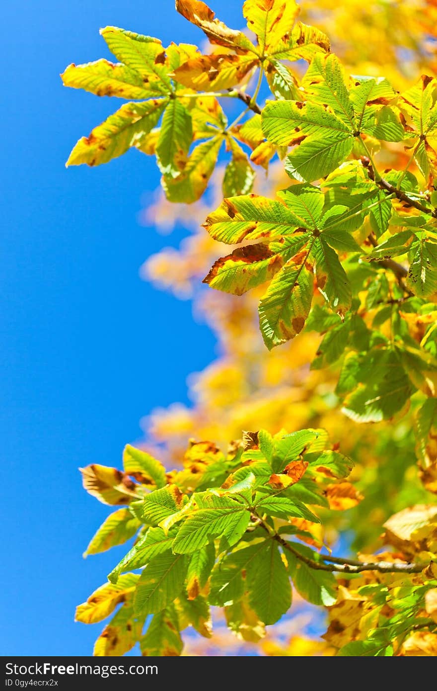 Leaf, Sky, Branch, Tree