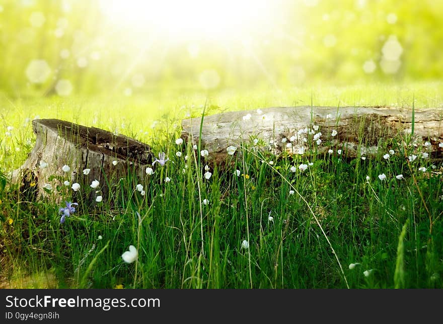 Grass, Vegetation, Wildflower, Meadow