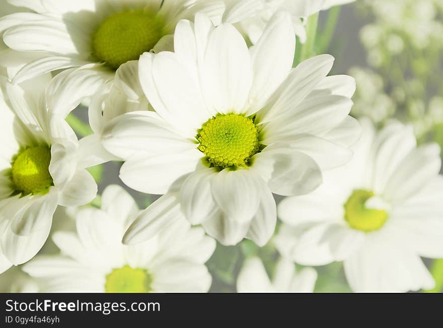 Flower, Oxeye Daisy, Chamaemelum Nobile, Flora