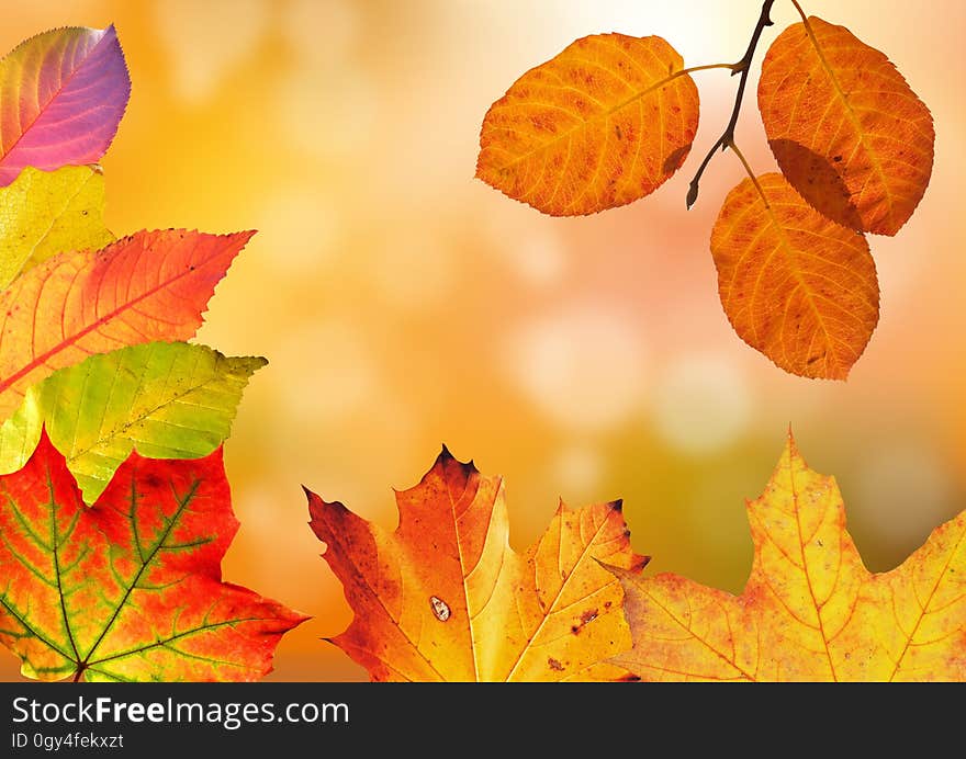 Leaf, Deciduous, Autumn, Orange