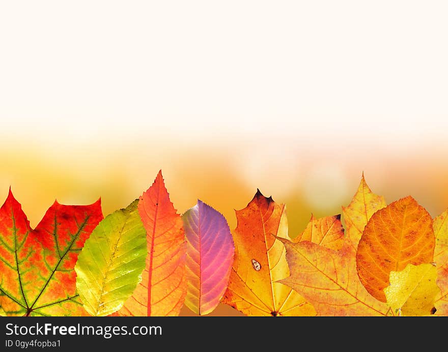 Leaf, Yellow, Maple Leaf, Autumn