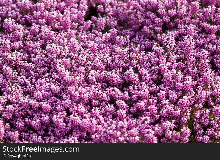 Purple, Pink, Plant, Flower