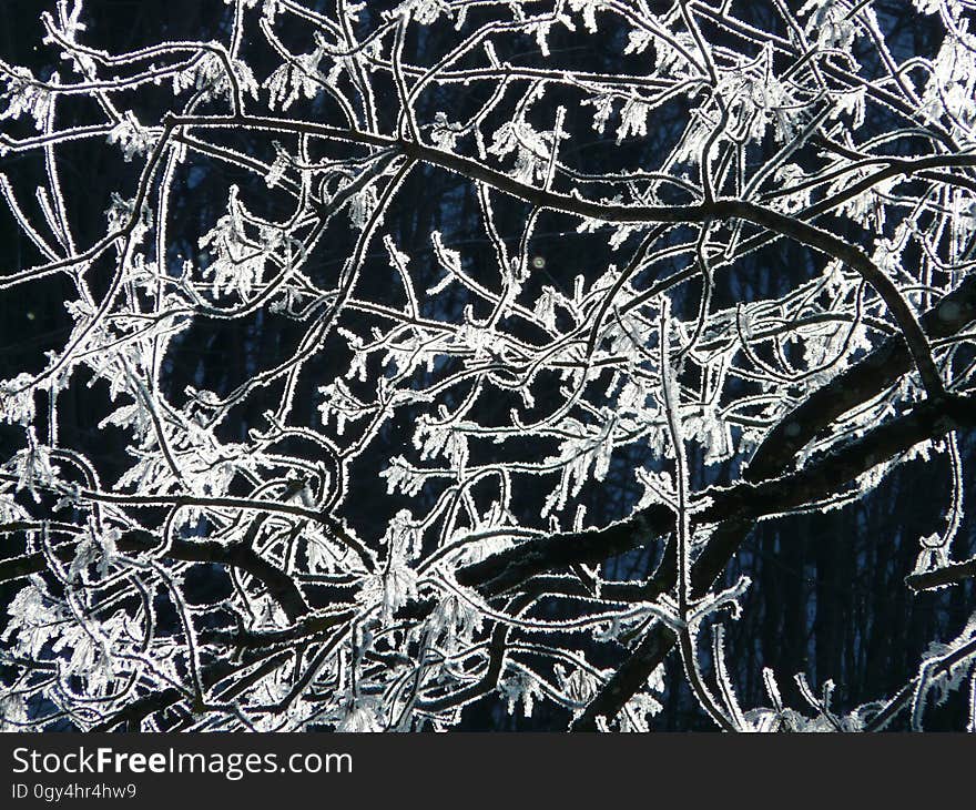 Frost, Winter, Branch, Black And White