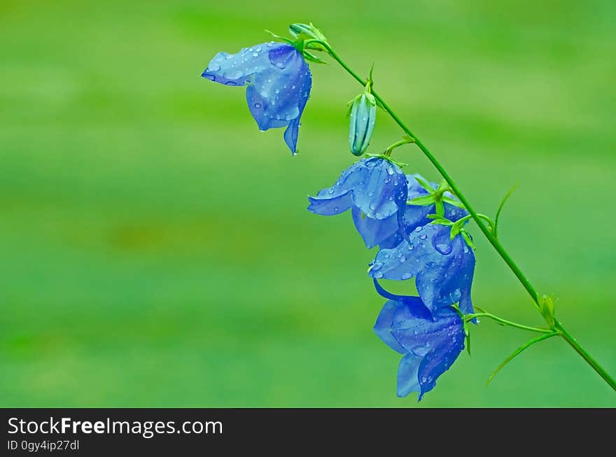 Blue, Leaf, Flora, Flower