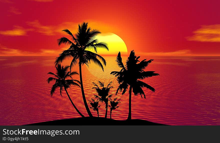 Sunset, Sky, Palm Tree, Arecales