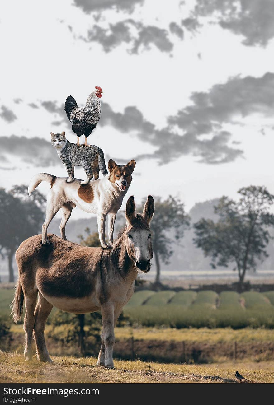 Wildlife, Herd, Donkey, Sky