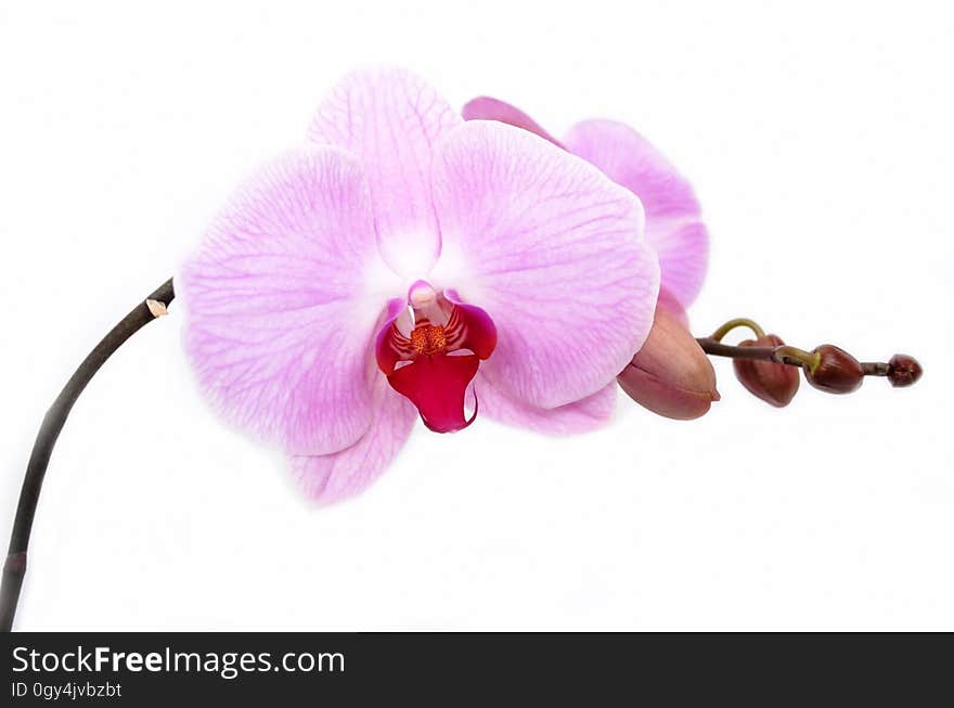 Flower, Flowering Plant, Pink, Moth Orchid