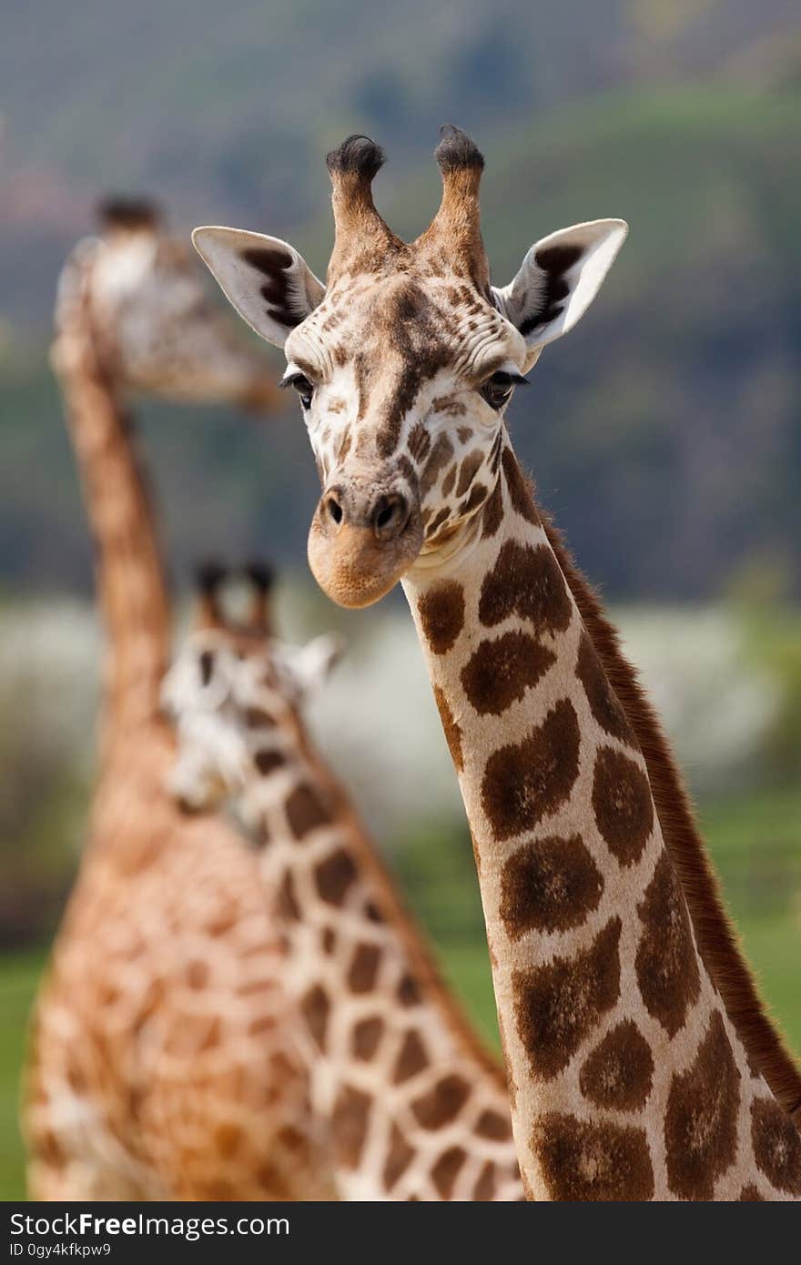 Giraffe, Terrestrial Animal, Wildlife, Giraffidae