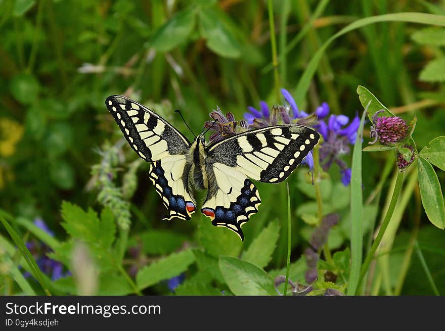 Butterfly, Moths And Butterflies, Insect, Lycaenid