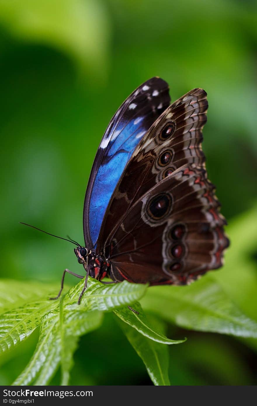 Butterfly, Insect, Moths And Butterflies, Lycaenid