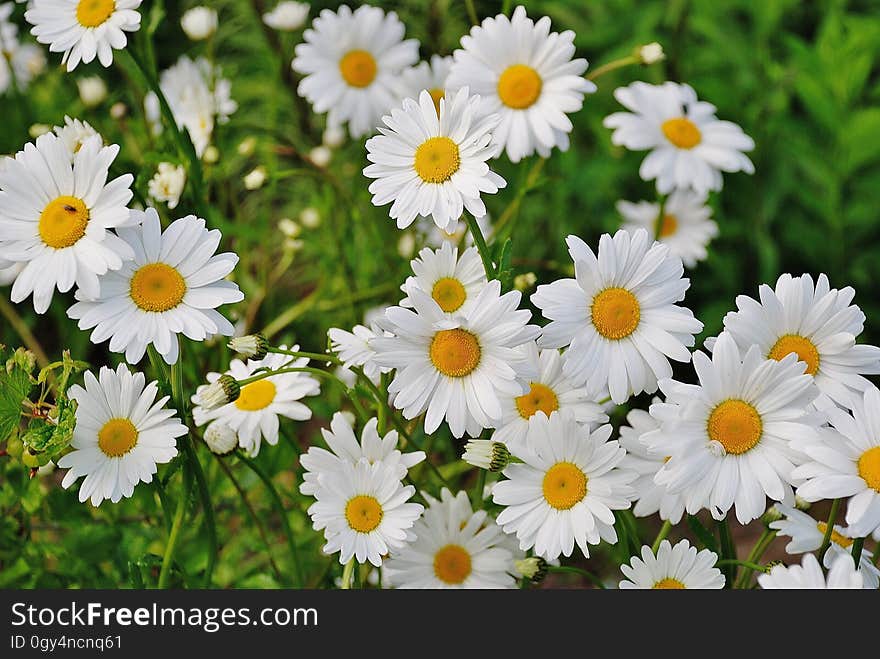 Flower, Chamaemelum Nobile, Oxeye Daisy, Plant