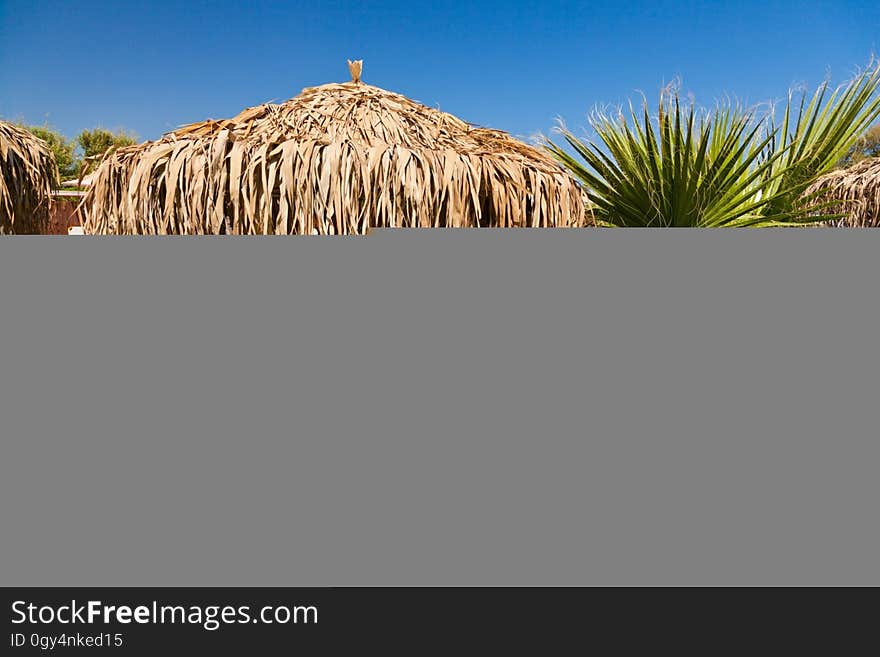 Sky, Grass, Grass Family, Arecales