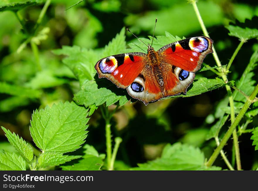 Butterfly, Insect, Moths And Butterflies, Brush Footed Butterfly