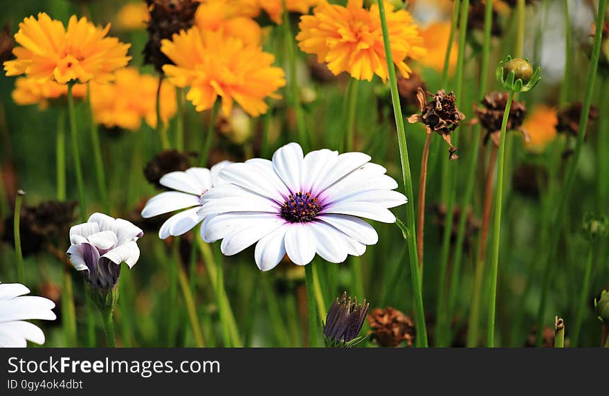 Flower, Flora, Wildflower, Plant